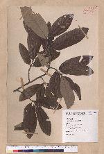 Quercus variabilis Blume 栓皮櫟