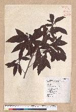 Litsea morrisonensis Hayata 玉山木薑子