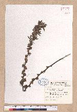 Lindera glauca (Sieb. & Zucc.) Blume 白葉釣樟