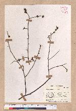Lindera benzoin (L.) Blume