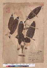 Quercus sp.