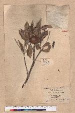 Pasania formosana (Skan) Schott. 臺灣柯