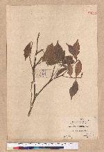 Pasania formosana (Skan) Schott. 臺灣柯