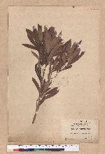 Pasania dodonaeifolia (Hayata) Hayata 柳葉柯