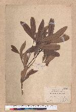 Pasania dodonaeifolia (Hayata) Hayata 柳葉柯