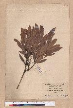 Pasania dodonaeifolia (Hayata) Hayata 柳葉柯