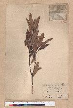 Pasania dodonaeifolia (Hayata) Hayata 柳葉柯