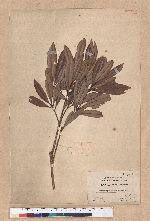 Pasania dodonaeifolia (Hayata) Hayata 柳葉柯