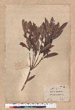 Pasania dodonaeifolia (Hayata) Hayata 柳葉柯