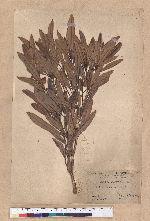Pasania dodonaeifolia (Hayata) Hayata 柳葉柯