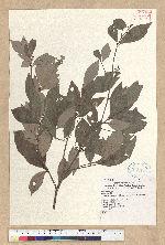 Machilus obovatifolia (Hayata) Kanehira & Sasaki 倒卵葉楠