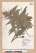 Castanopsis formosana (Skan) Hayata 臺灣栲