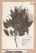 Castanopsis formosana (Skan) Hayata 臺灣栲