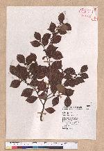 Lindera akoensis Hayata 內冬子