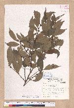 Lindera communis Hemsl. 香葉樹