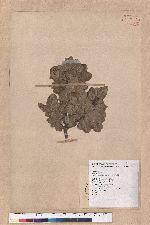Quercus spinosa A. David ex Fr. 高山櫟