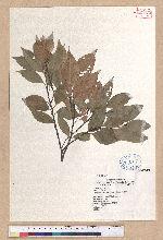 Castanopsis carlesii (Hemsl.) Hayata 長尾栲