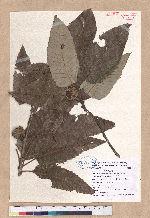 Quercus variabilis Blume 栓皮櫟