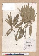 Cyclobalanopsis hypophaea (Hayata) Kudo 灰背櫟