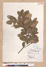 Cyclobalanopsis championii (Benth.) Oerst. ex Schott. 嶺南椆