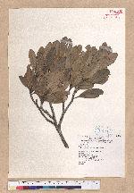 Pasania formosana (Skan) Schott. 臺灣柯