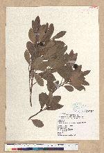 Machilus obovatifolia (Hayata) Kanehira & Sasaki 倒卵葉楠