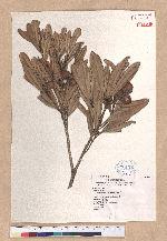 Pasania dodonaeifolia (Hayata) Hayata 柳葉柯