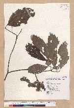 Castanopsis formosana (Skan) Hayata 臺灣栲