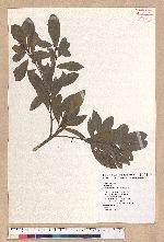 Litsea hypophaea Hayata 小梗木薑子(黃肉樹)