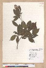 Litsea hypophaea Hayata 小梗木薑子(黃肉樹)