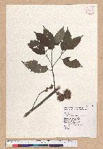 Castanopsis formosana (Skan) Hayata 臺灣栲