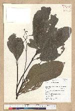 Phoebe formosana (Hayata) Hayata 臺灣雅楠