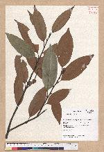 Castanopsis fargeaii Franch 火燒柯