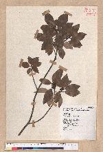 Litsea coreana H. Levl. 鹿皮斑木薑子