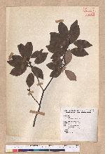 Litsea coreana H. Levl. 鹿皮斑木薑子
