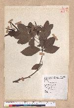 Litsea coreana H. Levl. 鹿皮斑木薑子