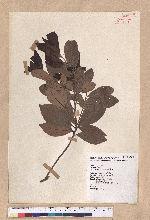 Litsea coreana H. Levl. 鹿皮斑木薑子
