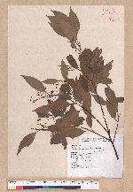 Cinnamomum insulari-montanum Hayata 山肉桂(台灣肉桂)