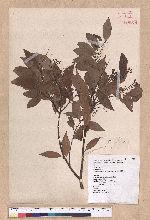 Cinnamomum insulari-montanum Hayata 山肉桂(台灣肉桂)