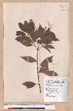 Cinnamomum insulari-montanum Hayata 山肉桂(台灣肉桂)