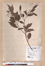 Cinnamomum insulari-montanum Hayata 山肉桂(台灣肉桂)