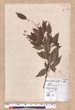 Cinnamomum insulari-montanum Hayata 山肉桂(台灣肉桂)