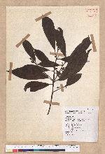 Litsea elongata (Wall. ex Nees) Benth. et Hook. f. var. mushaensis (Hayata) J. C. Liao 霧社木薑子