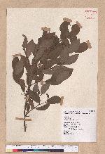 Lindera communis Hemsl. 香葉樹