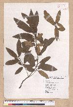 Litsea morrisonensis Hayata 玉山木薑子