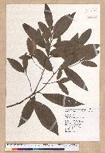 Litsea morrisonensis Hayata 玉山木薑子