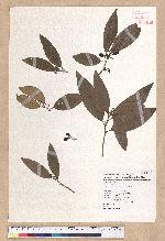 Litsea morrisonensis Hayata 玉山木薑子