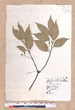 Cinnamomum osmophloeum Kanehira 土肉桂