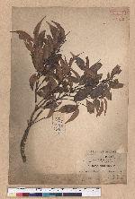 Castanopsis kusanoi Hayata 細刺苦櫧