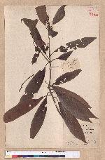 Litsea lii Chang var. nunkao-tahangensis (Liao) Liao 能漢木薑子